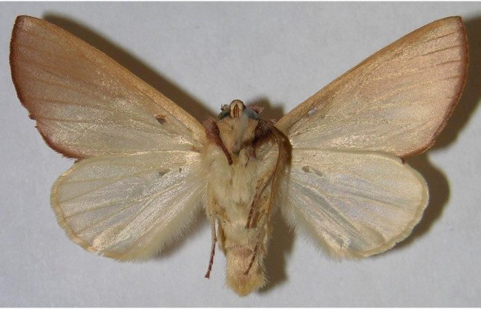 Adulto macho en posición Ventral de <i>Hemiceras rufescens</i>  (Notodontidae). Sector Pocosol, Quebrada Aserradero. Voucher 93-SRNP-8086-DHJ371583.jpg.