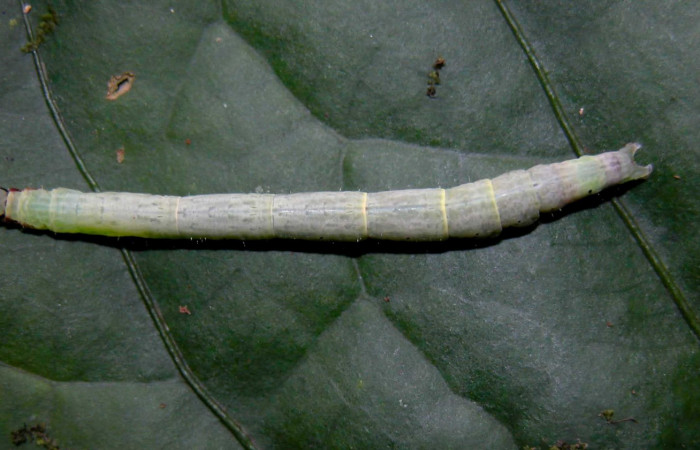 Fig.1 Larva <i>Antiblemma</i> Janzen98 en último estadío mostrando la parte dorsal.  Voucher: 04-SRNP-55255-DHJ402006.jpg