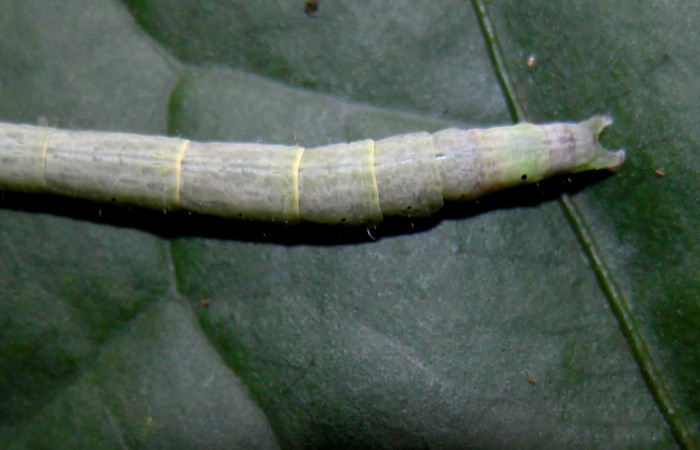 Fig.2 Larva  <i>Antiblemma</i> Janzen98 en último estadío mostrando la parte propatas, caracterisca. importante de la familia Erebidae Voucher:  04-SRNP-55255-DHJ402005.jpg