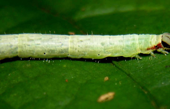Fig. 5 Larva <i>Antiblemma</i> Janzen98  en último estadio mostrando color de primer segmento.  Voucher: 04-SRNP-55255-DHJ402009.jpg