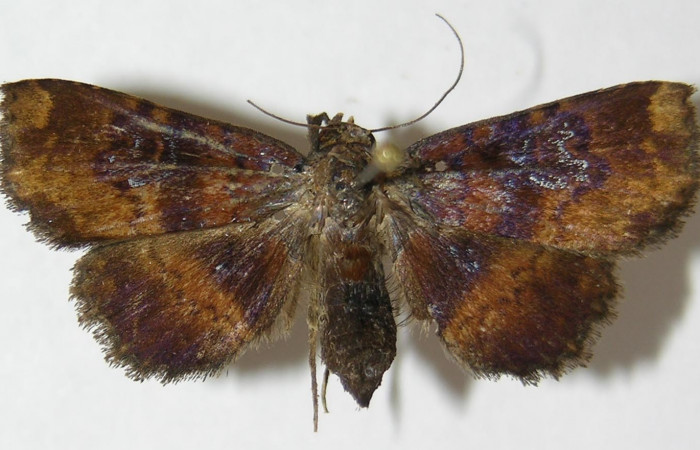 Fig.6 Adulto <i>Antiblemma</i> Janzen98 dorsal. Hembra. Voucher:  09-SRNP-32904-DHJ522262.jpg