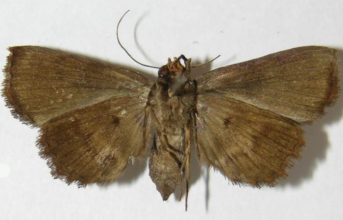 Fig.7 Adulto <i>Antiblemma</i> Janzen98 ventral. Hembra. Voucher: 09-SRNP-32904-DHJ522263.jpg