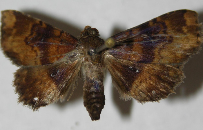 Fig.8 Adulto <i>Antiblemma</i>  Janzen98 dorsal. macho. Voucher:   13-SRNP-31686-DHJ597578.jpg