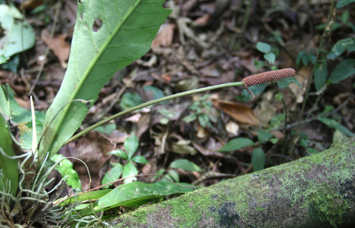 Espiga de <i>Anthurium ochranthum</i>,  Estación Pitilla, (ACG) Abril 2019.jpg