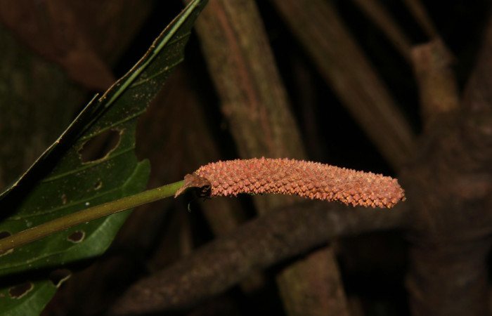 Espiga madura de  <i>Anthurium ochranthum</i>, Estación Pitilla, (ACG) Abril 2019.jpg