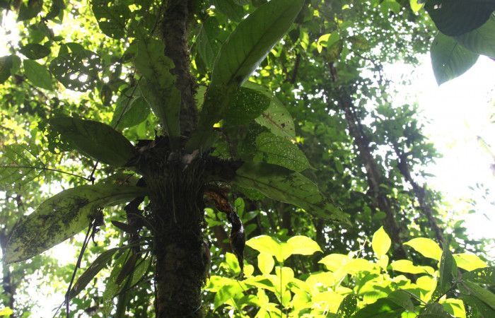 Habito de planta <i>Anthurium ochranthum</i>, Habito de planta Anthurium,Estación Pitilla, (ACG) Abril 2019.jpg