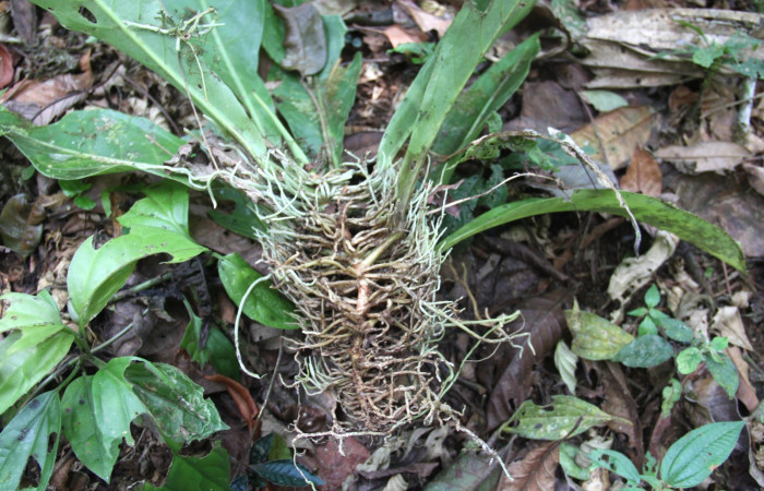 Presentación de raiz de  <i>Anthurium ochranthum</i> Estación Pitilla, (ACG) Abril 2019.jpg