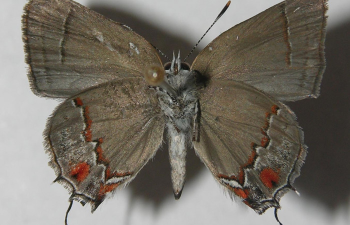 Figura 10. Adulto de <i>Nicolaea ophia</i> (Lycaenidae), vista ventral, localidad Cafecito Sector Rincón Rain Forest ACG (455m). Voucher: 11-SRNP-81248-DHJ555533.jpg.