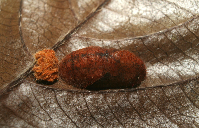 Figura 5. Pupa de <i>Nicolaea ophia</i> (Lycaenidae), vista dorsal, localidad Medrano Estación Biológica Quica Sector Pitilla ACG (380m). Voucher: 12-SRNP-72448-DHJ702041.jpg.