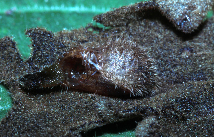 Figura 13. Restos de pupa donde nació parásito chalJanzen01 Janzen01 (Chalcididae) que ataca <i>Nicolaea ophia</i> (Lycaenidae), localidad Molina Estación Biológica Quica Sector Pitilla ACG (465m). Voucher: 14-SRNP-70432-DHJ720861.jpg.