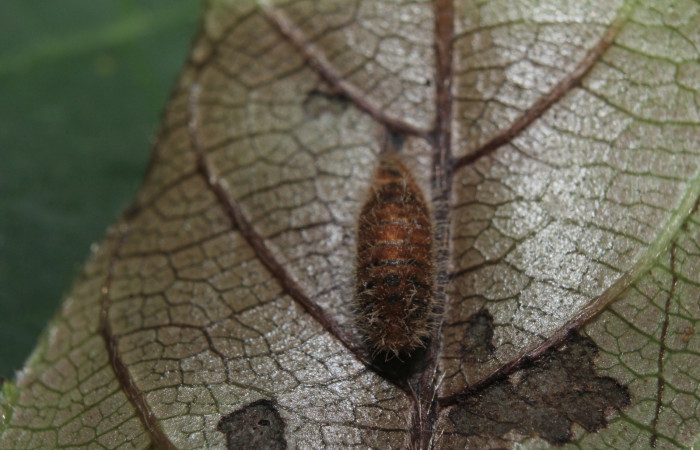 Figura 12. Momia de parásito Ichneumonidae de <i>Nicolaea ophia</i> (Lycaenidae), vista dorsal, localidad Medrano Estación Biológica Quica Sector Pitilla ACG (380m). Voucher: 14-SRNP-71010-DHJ723147.jpg.