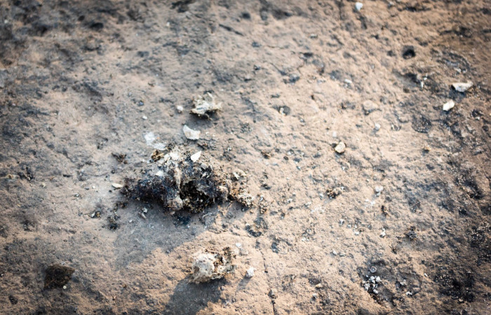 Estación Experimental Forestal Horizontes, 23-27 abril, 2019, Foto: Ian Thomson