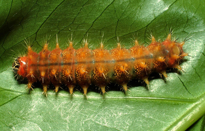 Figura 11.  Larva de <i>Emesis</i> mandanaDHJ01 vista dorsal. (01-SRNP-1529-DHJ63146)