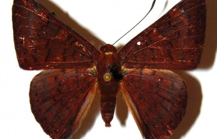 Figura 1.  Adulto de <i>Emesis mandana</i> (Macho) vista dorsal (01-SRNP-17325-DHJ308078)