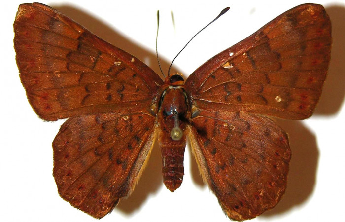 Figura 3.  Adulto de <i>Emesis mandana</i> (hembra) vista dorsal (03-SRNP-8340-DHJ308090)