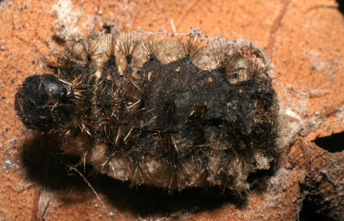 Figura 17. Restos de larva <i>Emesis mandana</i>, parasitada por
<i>Parapanteles</i> Rodriguez02, Braconidae. 04-SRNP-61298-DHJ436334.