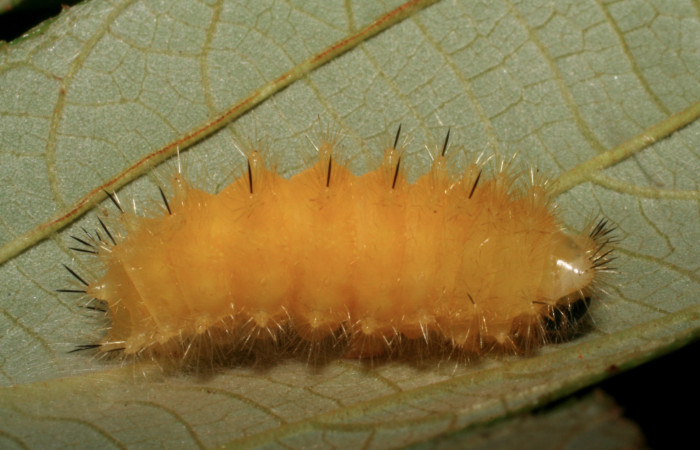 Figura 15.  Detalle de prepupa  <i>Emesis</i> mandanaDHJ01 Vista dorsal (05-SRNP-34443-DHJ405909)