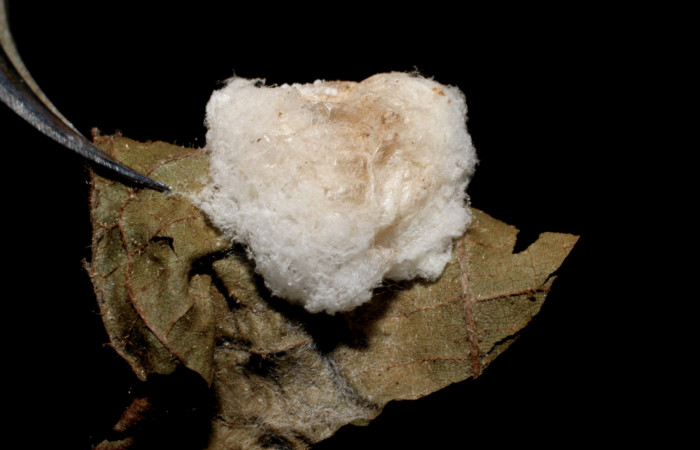 Figura 16. Capullo de <i>Parapanteles</i> Rodriguez02,
Braconidae que atacan larva de <i>Emesis
mandana</i>. ( 05-SRNP-42076-DHJ436409).