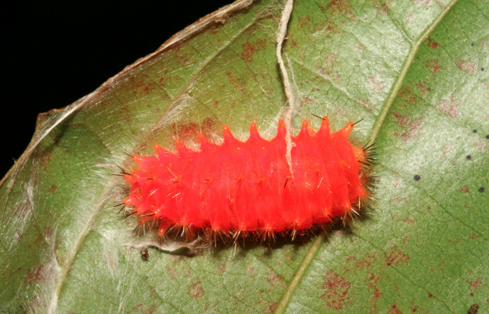 Figura 13.  Detalle de prepupa  <i>Emesis mandana</i> Vista lateral (08-SRNP-6211-DHJ448810)