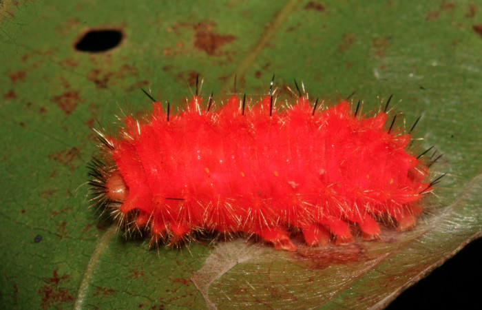Figura 12.  Detalle de prepupa  <i>Emesis mandana</i> Vista lateral (08-SRNP-6211-DHJ448818)
