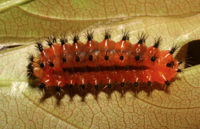 Figura 8.  Larva de <i>Emesis mandana</i>. Vista lateral (09-SRNP-65762-DHJ460745)