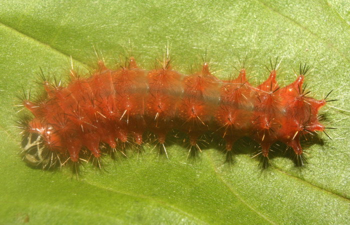 Figura 6.  Larva de <i>Emesis mandana</i>. Vista dorsal (13-SRNP-71325-DHJ702867)