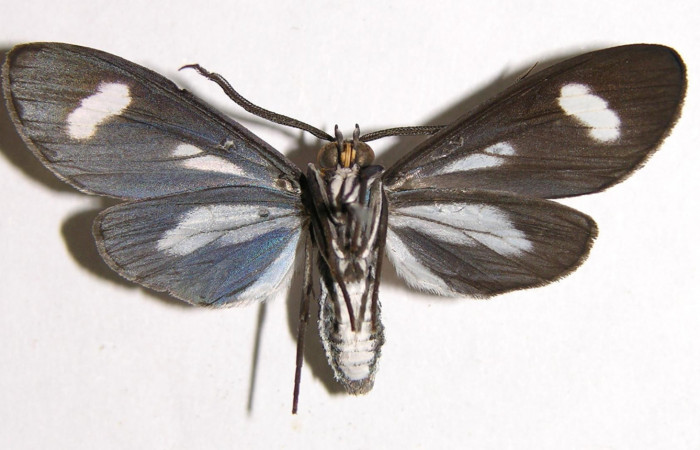 Figura 8. Adulto de <i>Napata flaviceps</i> (Erebidae), macho mostrando parte ventral, localidad Camino Rio Francia, Sector Rincon Rain Forest ACG (410m). Voucher: 02-SRNP-21124-DHJ93559.jpg.