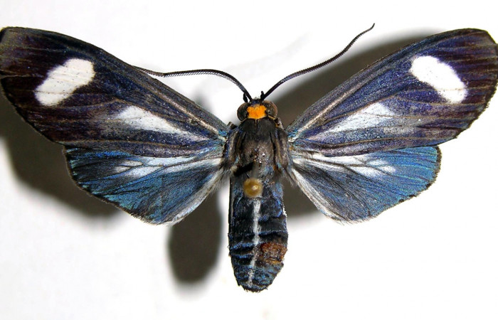 Figura 1. Adulto <i>Napata flaviceps</i> (Erebidae), mostrando parte dorsal localidad Sendero Tucan, Sector Rincon Rain Forest  ACG (290m). Voucher: 02-SRNP-6908-DHJ93560.jpg.