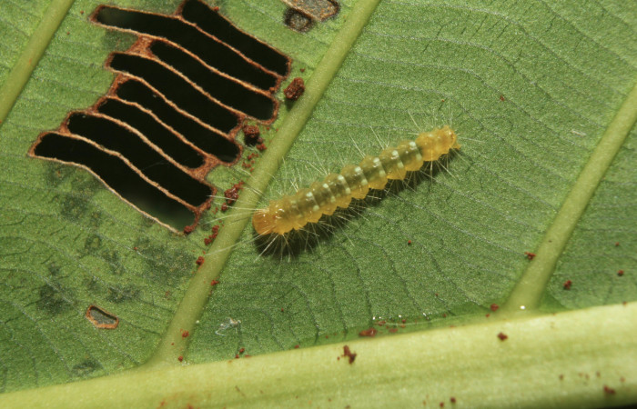 Figura 2. Larva <i>Napata flaviceps</i> (Erebidae), en tercer estadío (PPU), mostrando parte dorsal, localidad Sendero Manguera Sector Pitilla ACG (470m). Voucher: 18-SRNP-70862-DHJ742148.jpg.