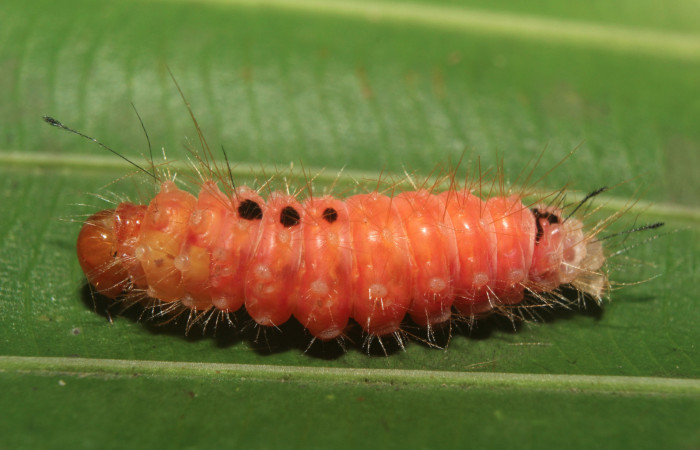 Figura 5. Prepupa de <i>Napata flaviceps</i> (Erebidae), mostrando parte lateral, localidad Sendero Manguera, Sector Pitilla ACG (470m). Voucher: 18-SRNP-70862-DHJ742424.jpg.