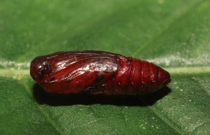 Figura 6. Pupa de <i>Napata flaviceps</i> (Erebidae), mostrando parte lateral, localidad Sendero Manguera, Sector Pitilla ACG (470m). Voucher: 18-SRNP-70862-DHJ742426.jpg.