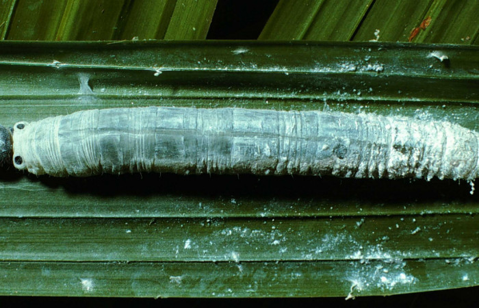 Fig. 5. Larva de <i>Aides brino</i> (Hesperiidae) Detalle puntos negros detrás de su cabeza. Voucher: 01-SRNP-23578-DHJ63988.