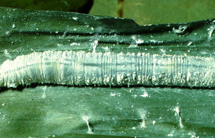 Fig. 6. Larva de <i>Vertica subrufescens</i> (Hesperiidae) planta hospedera <i>Chamaedorea pinnatifrons</i> (Arecaceae)  Voucher: 01-SRNP-5319-DHJ63360.