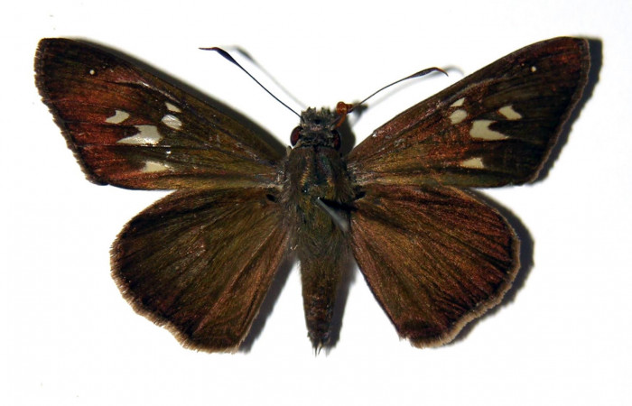 Fig. 22. Hembra de <i>Carystus lota</i> (Hesperiidae) vista dorsal. Voucher: 05-SRNP-21280-DHJ99428. 