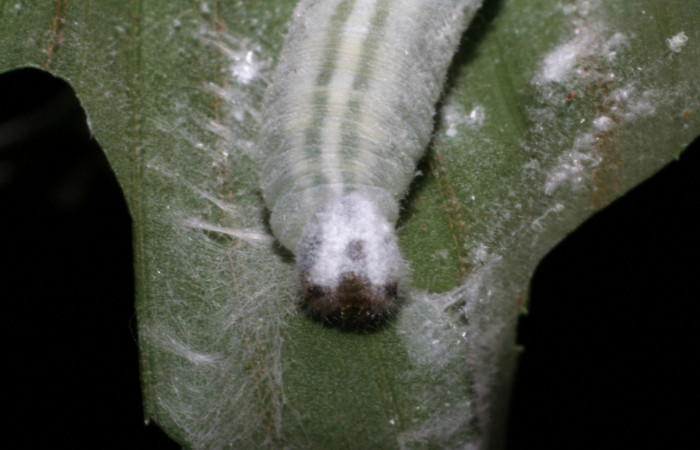 Fig. 10.Detalle cabeza de <i>Cobalus fidicula</i> (Hesperiidae) planta hospedera <i>Bactris longiseta</i> (Arecaceae)  Voucher: 05-SRNP-23068-DHJ403718.