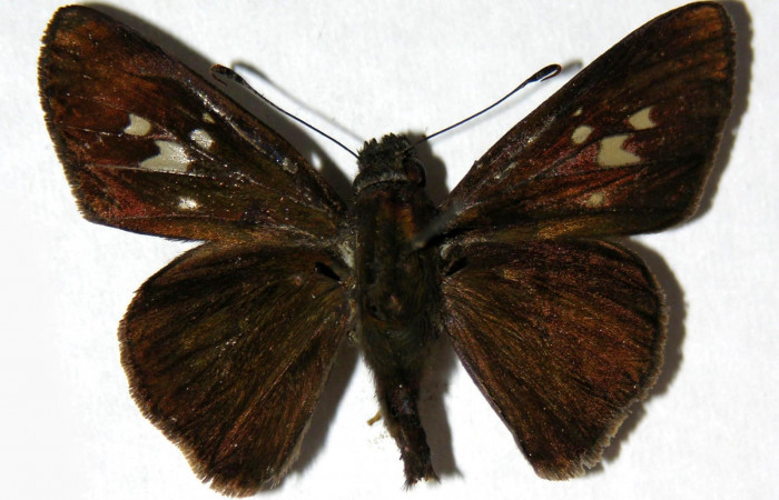 Fig. 20. Macho de <i>Carystus lota</i> (Hesperiidae) vista dorsal. Voucher: 05-SRNP-42897-DHJ327452. 