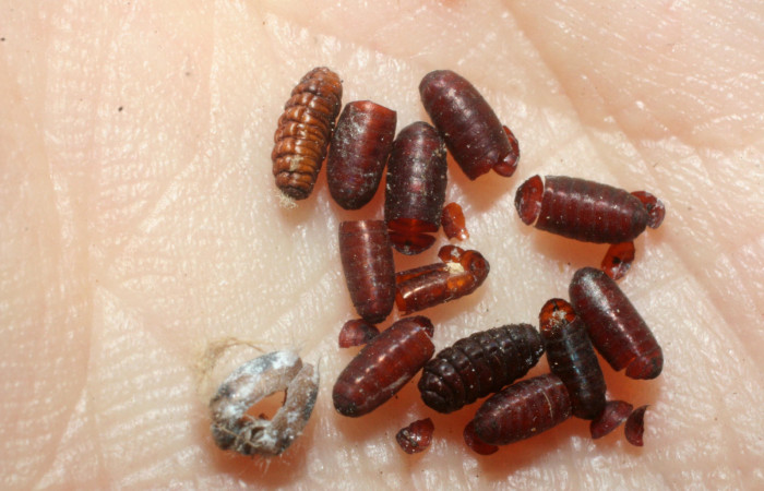 Fig. 19. Puparios <i>Sphaerina</i> nigrifronsDHJ17 (Tachinidae) en <i>Carystus lota</i> (Hesperiidae), . Voucher: 07-SRNP-57986-DHJ452999.     