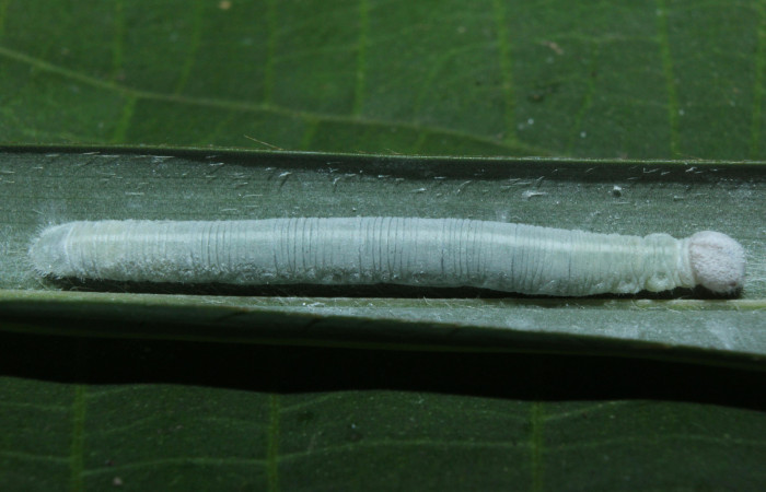 Fig. 2. Larva de  <i>Carystus lota</i> (Hesperiidae) comiendo <i>Acrocomia aculeata </i>(Arecaceae) Voucher: 16-SRNP-70949-DHJ33039.