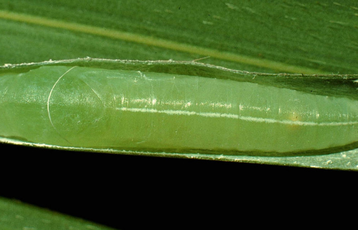Fig. 14. Pupa de <i>Carystus lota</i> (Hesperiidae) vista dorsal. Voucher: 95-SRNP-4688-DHJ23414. 