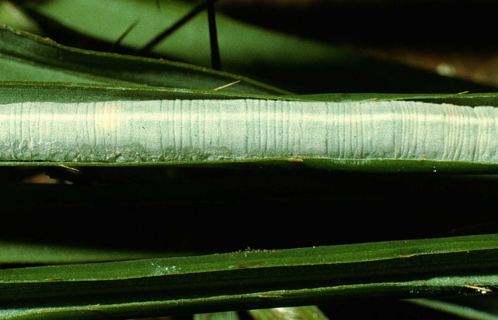 Fig. 1. Larva de  <i>Carystus lota</i> (Hesperiidae) comiendo <i>Acrocomia aculeata</i> (Arecaceae) Voucher: 95-SRNP-4689-DHJ23421.