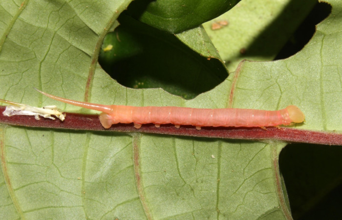 Figura 8. Larva <i>Pachygonidia ribbei</i> (Sphingidae), posición lateral en el nervio de la hoja de la planta <i>Hoffmannia longipetiolata</i> (Rubiaceae). 13-SRNP-31616- DHJ701955.jpg.