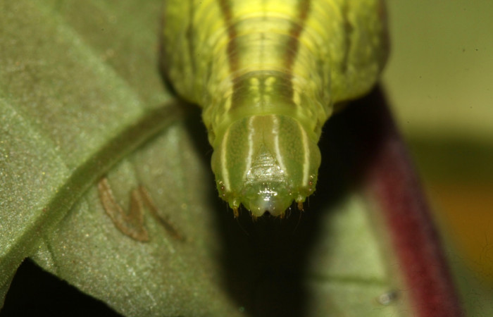 Figura 11. Larva <i>Pachygonidia ribbei</i> (Sphingidae), posición cabeza en la hoja de la planta <i>Hoffmannia longipetiolata</i> (Rubiaceae). 13-SRNP-31616-DHJ720025.jpg.