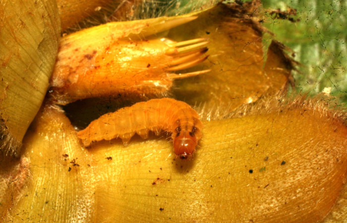Fig. 5. Larva. <i>Eurybia lycisca</i> último estadio, Sendero Memos. Voucher 11-SRNP-32684- DHJ484290.jpg
