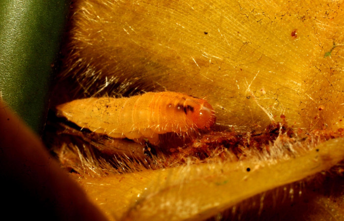 Fig. 8 .Larva <i>Eurybia lycisca</i> último estadio, Sendero Memos. Voucher 11-SRNP-32684- DHJ484300.jpg.