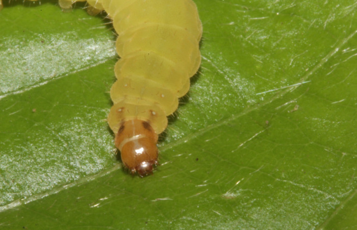 Fig. 7. Larva <i>Eurybia lycisca</i> último estadio, vista cabeza, Sendero Anonas. Voucher 17- SRNP-41116-DHJ725334.jpg
