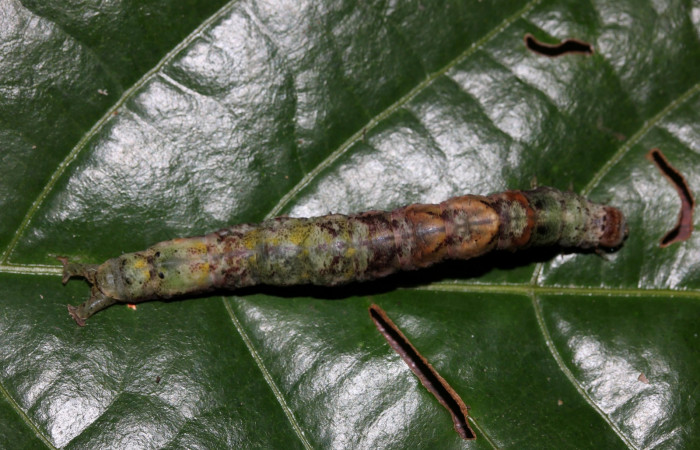 Figura 7.Vista dorsal <i>Hemeroblemma ochrolinea</i> (Erebidae) (18-SRNP-27424-DHJ731886).
 
