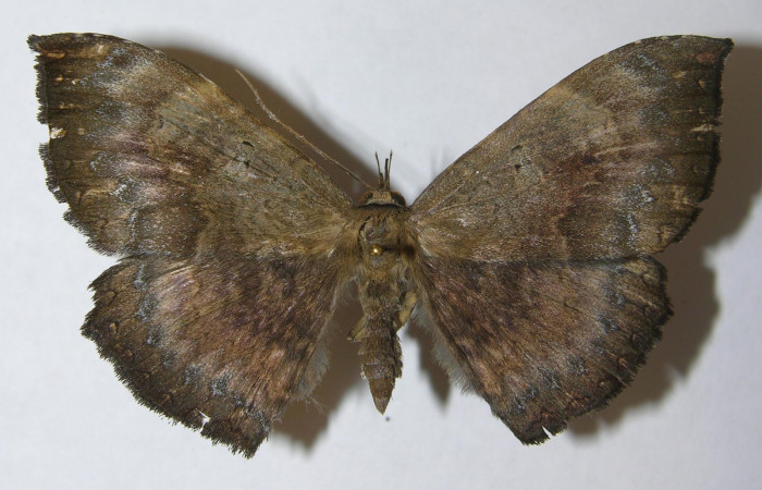 Figura 12. Vista Dorsal, <i>Hemeroblemma ochrolinea</i> (Erebidae).11-SRNP-65701-DHJ549030