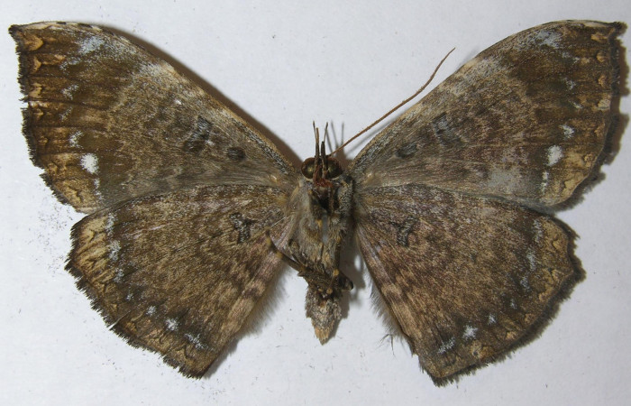 Figura 13. Vista ventral, <i>Hemeroblemma ochrolinea</i> (Erebidae) 11-SRNP-65701-DHJ549031.