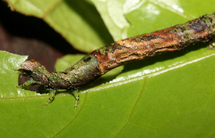 Figura 3. Detalle de colores y alimentación. <i>Hemeroblemma ochrolinea</i> (Erebidae).18-SRNP-27323-DHJ731799.