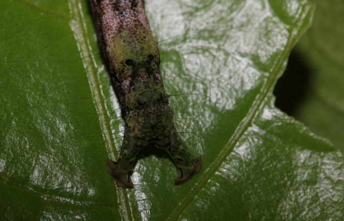 Figura 6. Detalle de extremo, <i>Hemeroblemma ochrolinea</i> (Erebidae).18-SRNP-27323-DHJ731802.